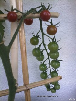 Chicco Rosso F1 tomato.