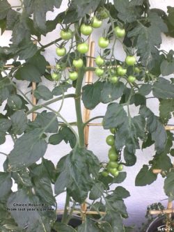 Chicco Rosso F1 tomato.