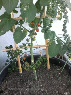 Currant Sweet Pea tomato.