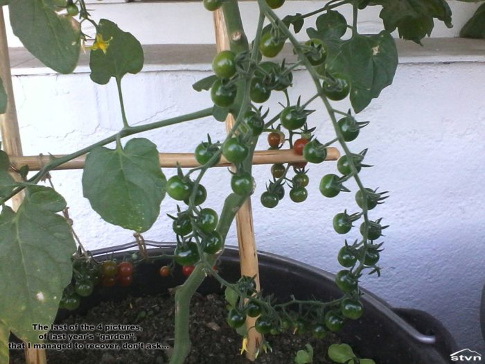 Currant Sweet Pea tomato.