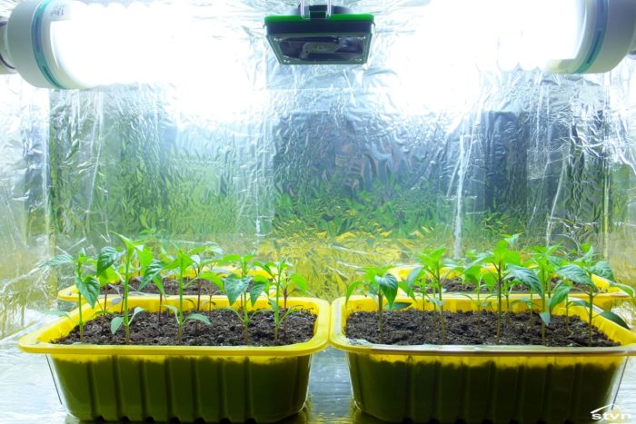 Grow shelf.