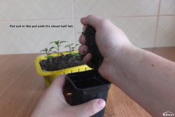Put soil in the pot until it's about half full.