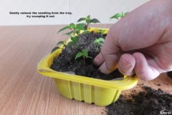 Gently remove the seedling from the tray.