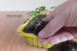 Hold it by the root ball.