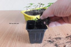 Fill up with soil.