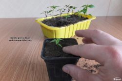 Gently press down and compact the soil.