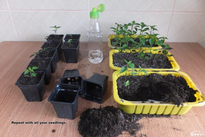 Repeat with all your seedlings.