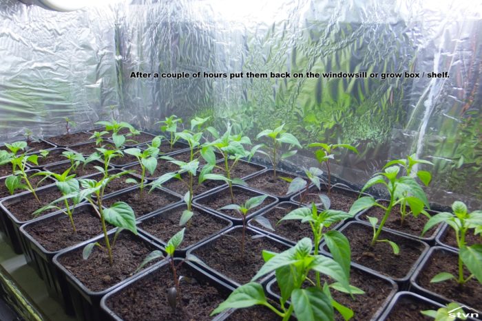 Grow shelf full of pepper seedlings.