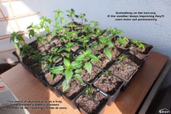 Pepper seedlings in the sun