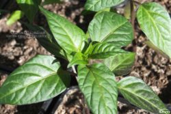 Closeup of a chili pepper seedling.
