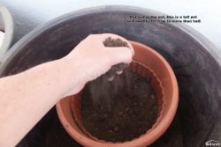 Put soil in the pot.