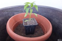 Place seedling with smaller pot inside.