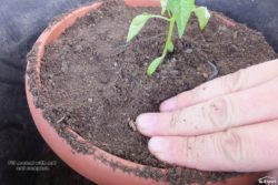 Fill with soil and compact.
