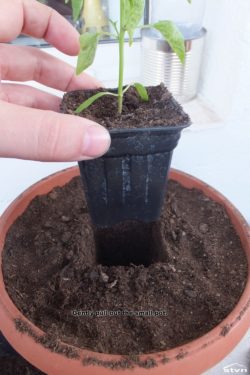 Gently pull out the small pot.