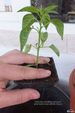 Hold the seedling between your index and middle finger.