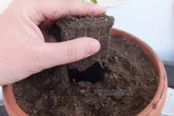 Place the seedling in the big pot.