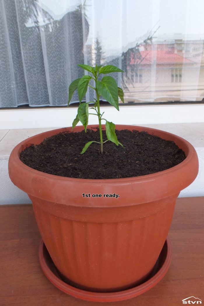 Young chili plant in pot.