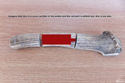 A cross section of the antler
