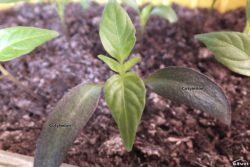 Pepper seedling.