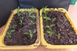 More seedlings.