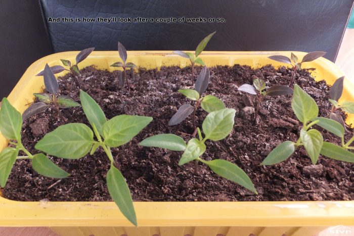 A couple of weeks old pepper seedlings.