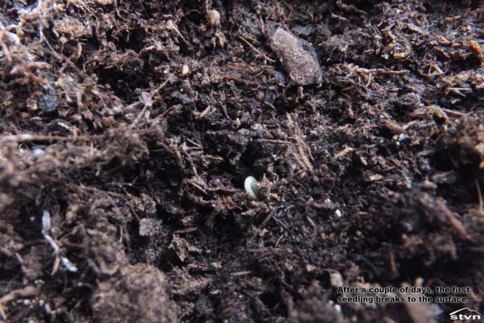 The first seedling breaks to the surface.
