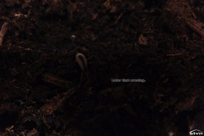 The seedling emerges.