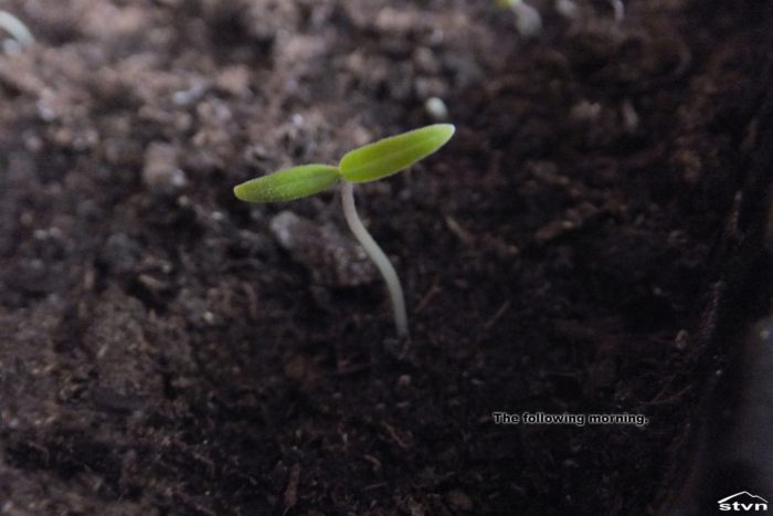 The seedling grows.