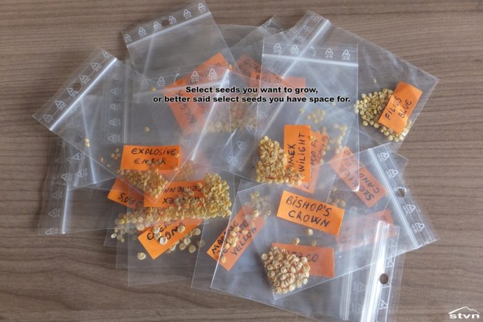 Chili seeds