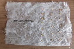 Always start more seeds than you actually need.