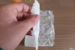 Every seed is completely covered in wet towels.