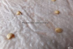 After about a week, seeds start to sprout.