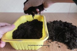 Put potting soil in the seed tray.