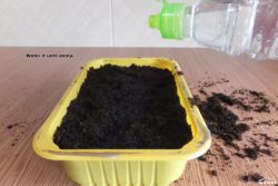 Water it until damp.