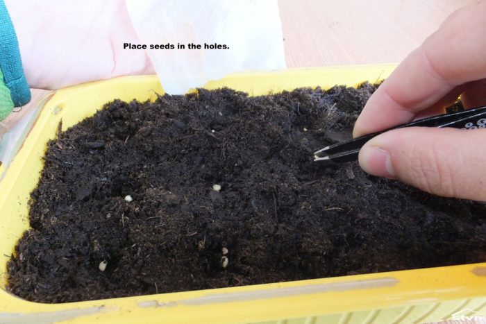 Place seeds in the holes.