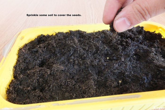 Sprinkle some soil to cover the seeds.