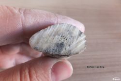 Antler before sanding.