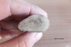 Antler after sanding.