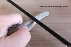 Cutting the antler.