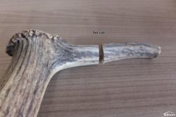 Cut antler.