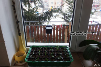 Then I placed the propagator on the window sill.