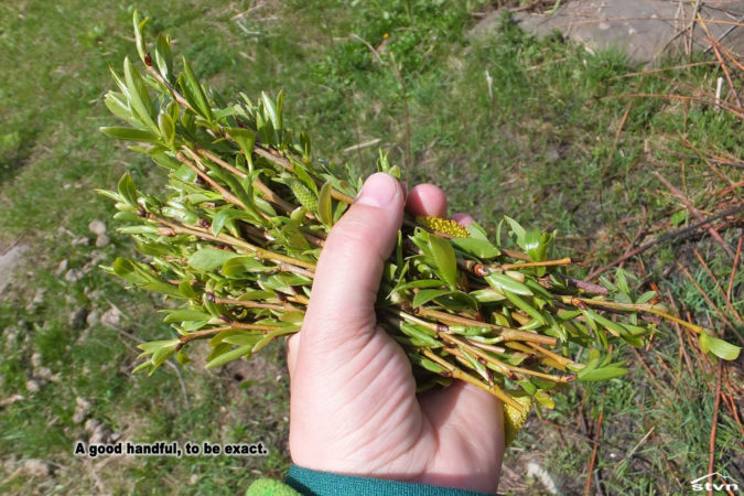 A good handful of willow twigs.