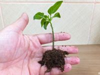 The Willow Water Experiment
